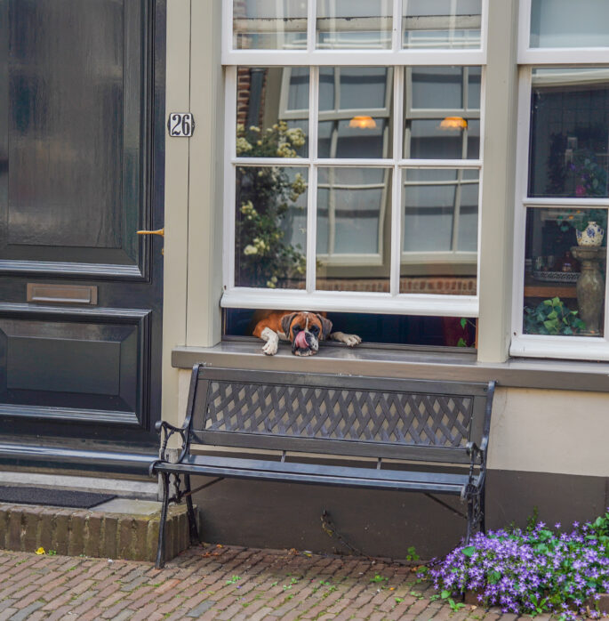 Hond in het raam